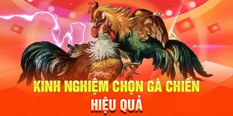 Luật chơi đá gà cựa sắt
