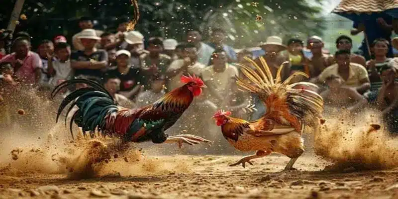Trận đấu đá gà cựa sắt kịch tính tại UU88